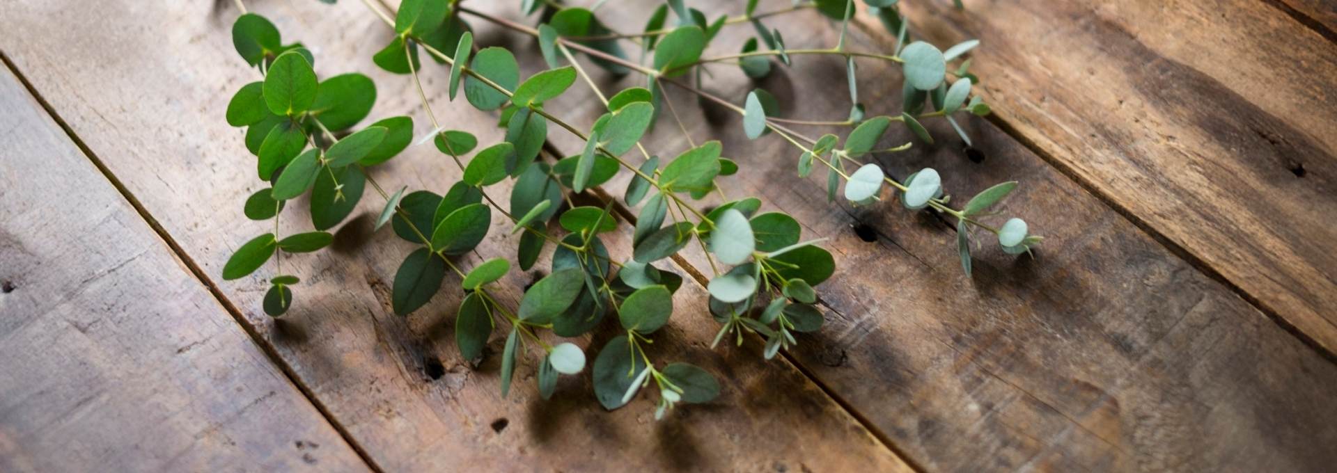 Eucalyptus Essential Oil: A Forgotten Natural Remedy - Sens Ēve