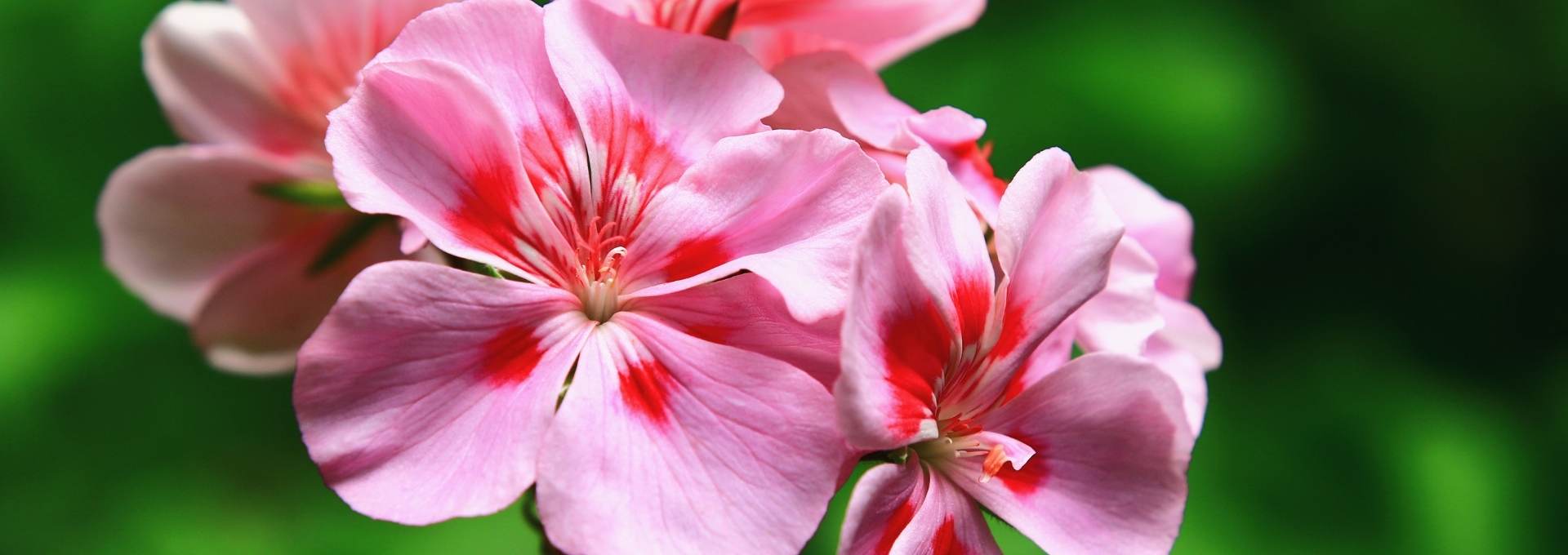 Geranium Bourbon Essential Oil: Natural Balance & Wellness - Sens Ēve