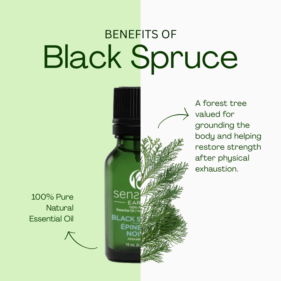 Black Spruce 100% Pure & Natural Essential Oil - Sens Eve - simple
