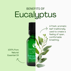Eucalyptus essential oil for clear breathing, focus, and revitalizing energy