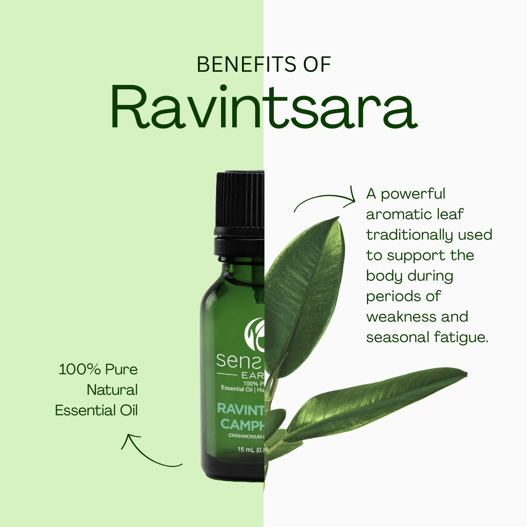 Ravintsara 100% Pure & Natural Essential Oil - Sens Eve - simple