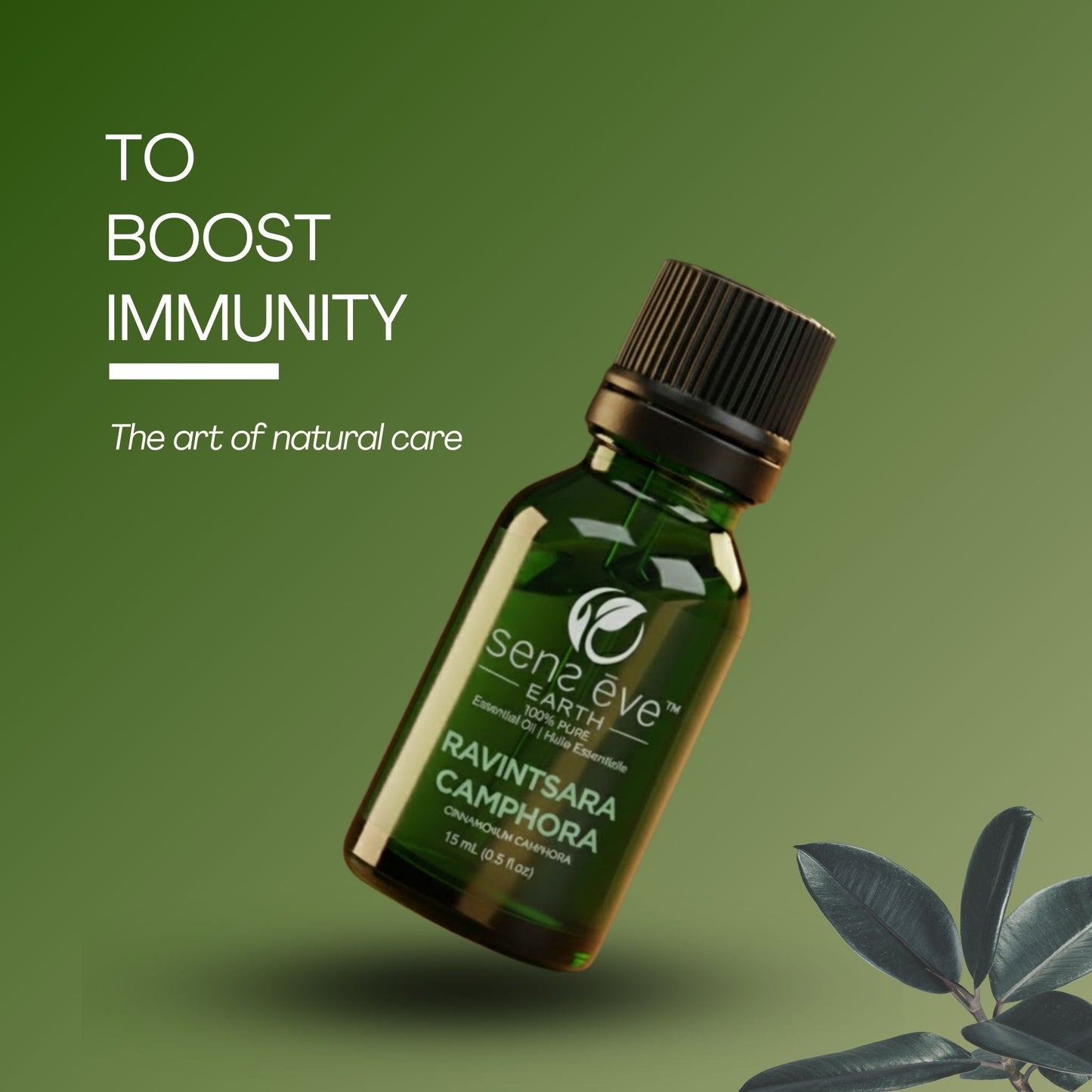 Ravintsara 100% Pure & Natural Essential Oil - Sens Eve - simple